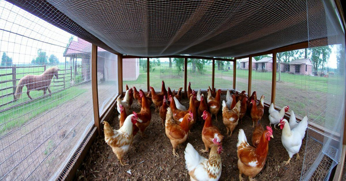 Tela Pl&aacute;stica para Galinheiro: Prote&ccedil;&atilde;o e Conforto